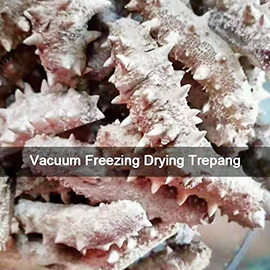 trepang-freezing-drying