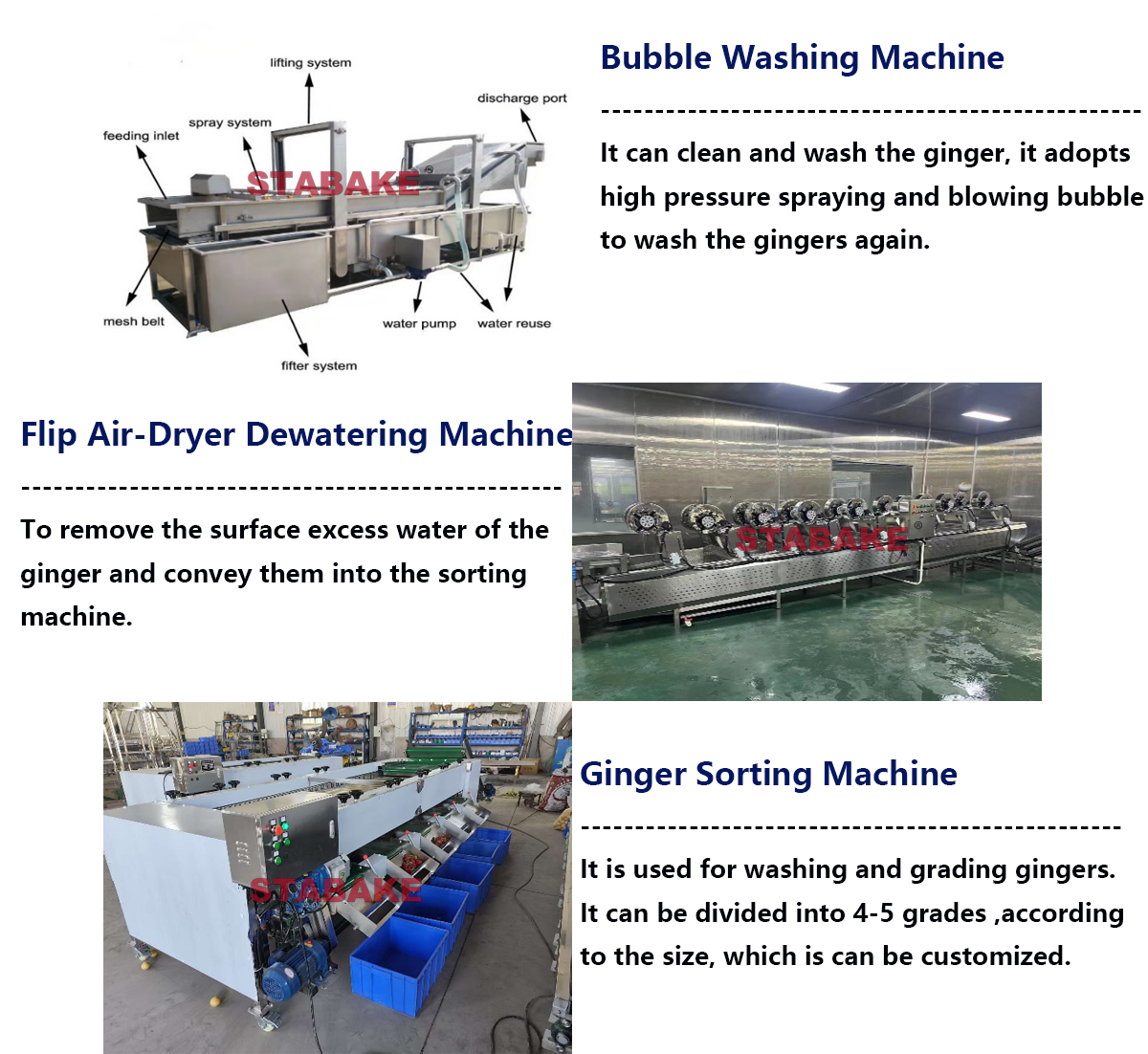 ginger washing processing line