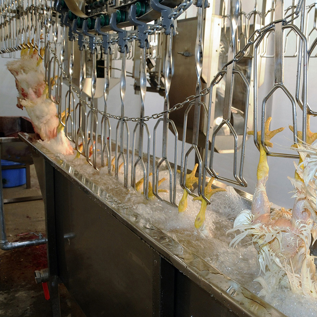 Slaughter Equipment for Chickens Ducks And Geese Poultry Processing