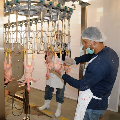 Slaughter Equipment for Chickens Ducks And Geese Poultry Processing
